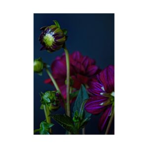 Dahlia Gathering | Satin Art Print