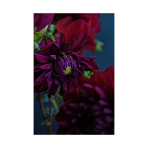 Dahlia Bloom | Satin Art Print