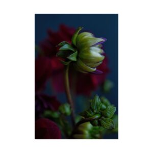 Dahlia Awakening | Satin Art Print